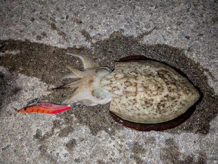 淡路島エギングリベンジ